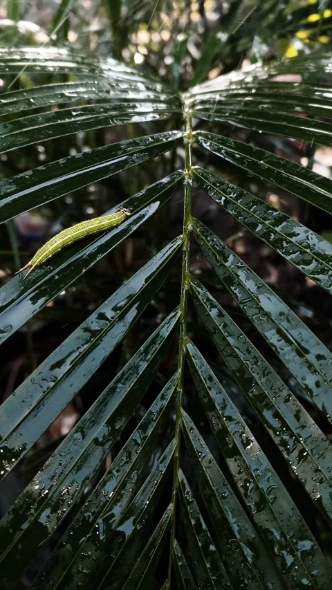 Elymnias hypermnestra caterpillar on palm leaf during garden watering Stock Footage 345579890