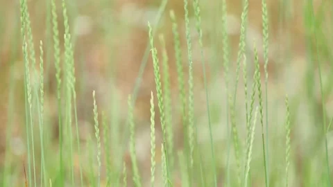 Elymus repens, commonly known as couch grass, is a very common perennial spec Stock Footage 158185094