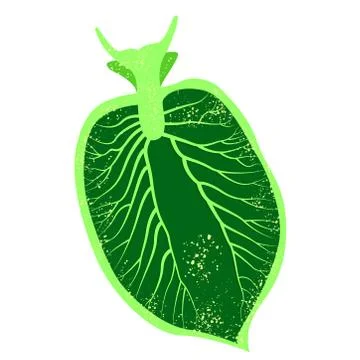 Elysia chlorotica. Eastern emerald elysia. Green sea slug, marine gastropod Stock Illustration