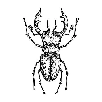 Elytra beetle sketch hand drawn vector Stock Illustration