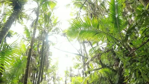 ElYunqueIn2TheLight Stock Footage 11133256