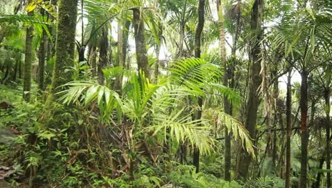 ElYunqueTrail Stock Footage 11133264