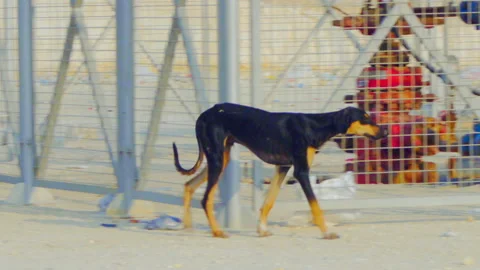 Emaciated stray dog wandering around Stock Video Pond5