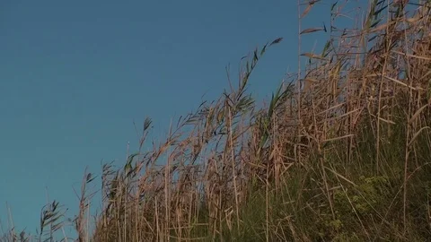 Embankments on a Coast Stock Footage 76375913