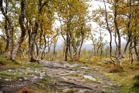Embark on a captivating journey through a mystical autumn forest with this ev Stock Photos
