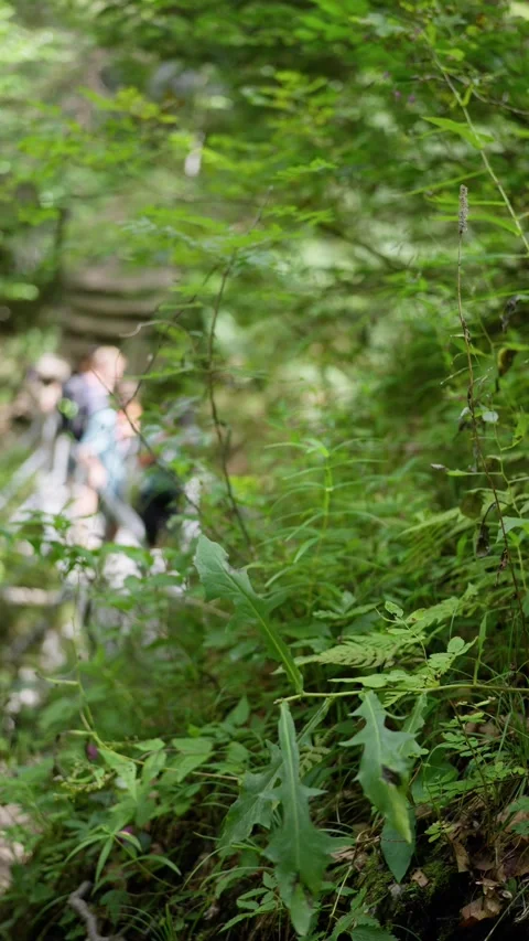 Embark on an exciting and vibrant forest trail, filled with abundant greenery Stock Footage 316635121