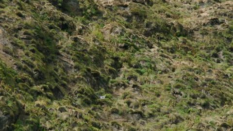 Embarking on an adventure to explore Puffin nests in Icelands unique, biodiverse Stock Footage 305497107
