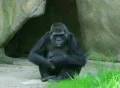 Embarrassed Gorilla Footage