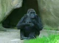 Embarrassed Gorilla SD Footage