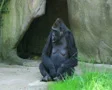 Embarrassed Gorilla SD Footage