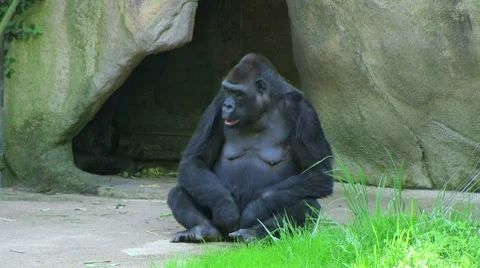 Embarrassed Gorilla Video stock 8648512
