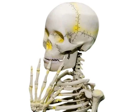 An embarrassed skeleton Stock Photos