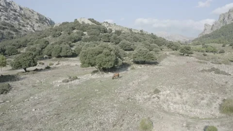 Embassament de Cúber Great biding site in the Serra de Tramuntana , Mallorca Stock Footage 142877421