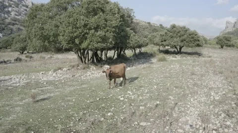 Embassament de Cúber Great biding site in the Serra de Tramuntana , Mallorca Vidéo 142877433