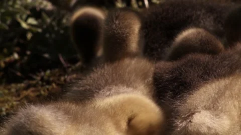 Embden Chicks Vídeo Stock 240037150