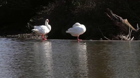EMBDEN GEESE PRUNING RIVER ESK RUSWARP YORKSHIRE Stock Footage 83435487
