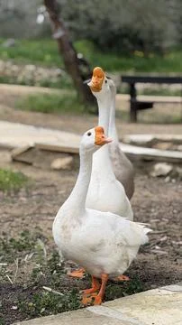 Embden goose standing outdoors with detailed white feathers and orange beak Stock Photos