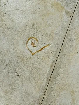 The embedded sea shells on the walking paths all throughout The Royal Baham.. 스톡 사진