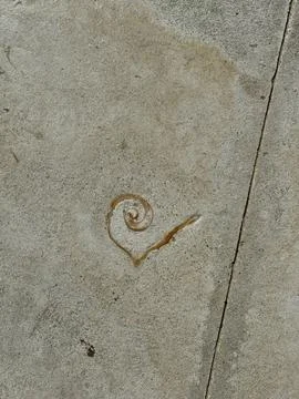 The embedded sea shells on the walking paths all throughout The Royal Baham.. Stock Photos