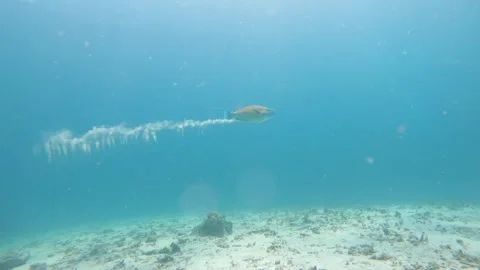 Ember parrot fish creating bubble trails when swimming in the tropical water Stock Footage 306815660