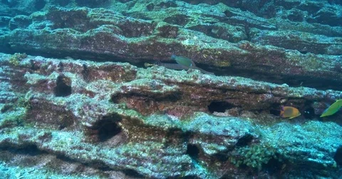 Ember parrotfish hiding on oceanic volcanic rocky reef, Scarus rubroviolaceus, 库存影片 82646905