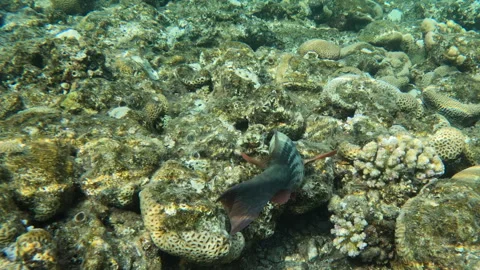 Ember Parrotfish Red Fish Can't Hide among Coral Reed Underwater 動画素材 273904502