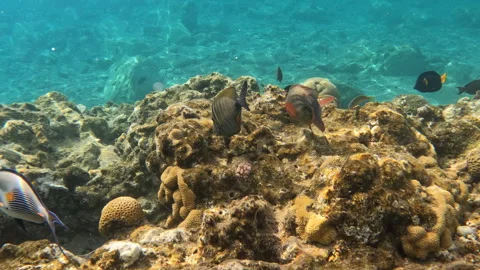 Ember Parrotfish Red Fish Feeding off Coral Reed Underwater Video stock 273924738