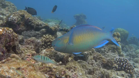 Ember parrotfish (Scarus rubroviolaceus) on a bleached coral reef. Maldives. 4K Video stock 128397960