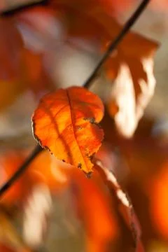 Ember Red Leaf Stock Photos