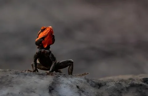 Ember on Stone: The Watchful Lizard Stock Photos
