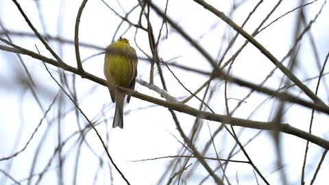 Emberiza citrinella sitting on a tree Stock Footage 104734748