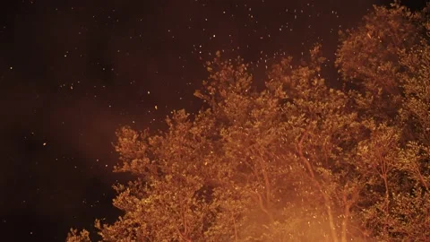 Embers in the Night, Burning Tree Concept 4k Vídeo Stock 176361733