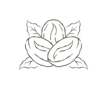 An Emblem Of Two Coffee Beans With A Background Of Leaves Vector Illustration イラスト素材