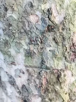 Embossed Bark texture of old tree wood Stock Photos