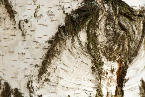 Embossed birch textural bark close-up as background 写真素材