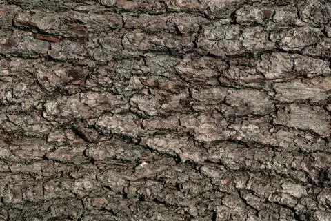 Embossed brown oak bark as background. Old tree. Stock-Fotos
