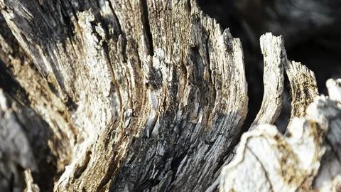 Embossed creative texture of broken old wood Foto stock