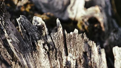 Embossed creative texture of broken old wood Stock Photos