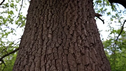 Embossed massive textured old oak bark texture Stock Footage 310221198