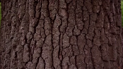 Embossed massive textured old oak bark texture, high resolution Stock Footage 310221210