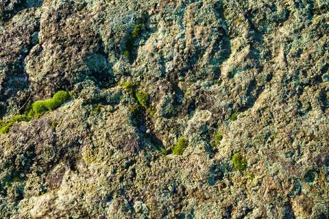 Embossed stone surface covered with moss. Stock Photos
