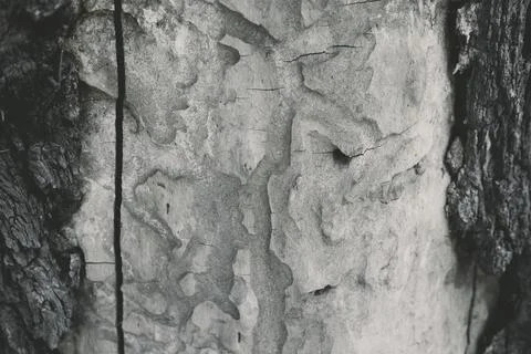 Embossed texture of the bark . close up Stock Photos