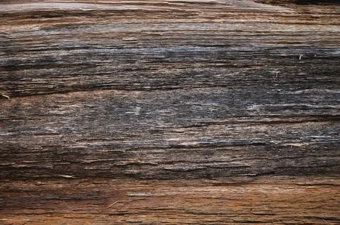 Embossed texture of the bark of oak. Panoramic photo of the oak texture Stock Photos