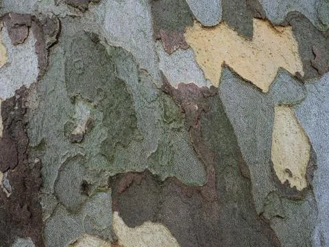 Embossed texture of the bark of sycamore. Close up Stock Photos