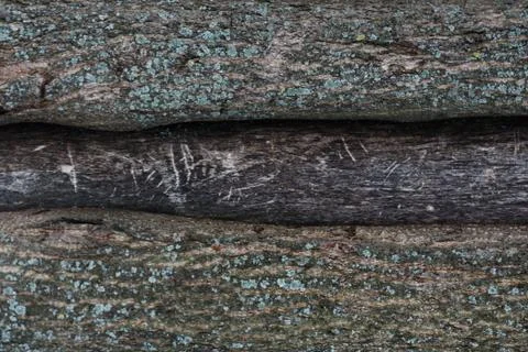Embossed texture of the bark of a tree with moss on it. Wood tree texture pat Stock Photos