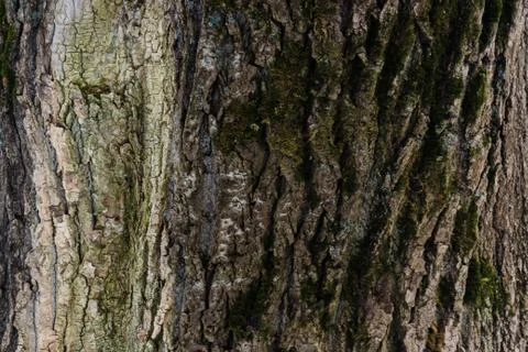 Embossed texture of the bark of a tree. Old wood tree texture pattern wallpap Stock Photos