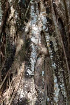 Embossed texture of the bark of tree Stock Photos