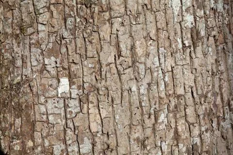 Embossed texture of the bark of tree Stock Photos