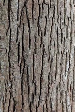 Embossed texture of the bark of tree Stock Photos