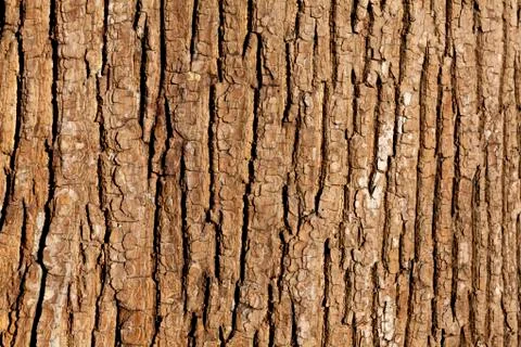 Embossed texture of the bark of tree Stock Photos